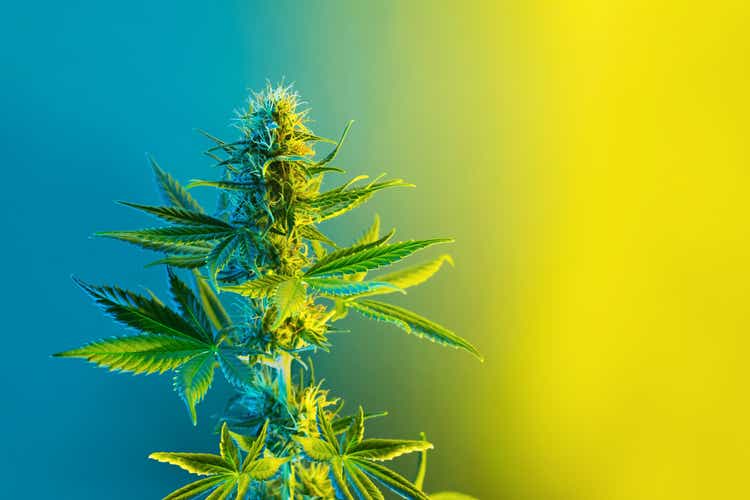 Cannabis flowering plant in lemon yellow and blue colors.