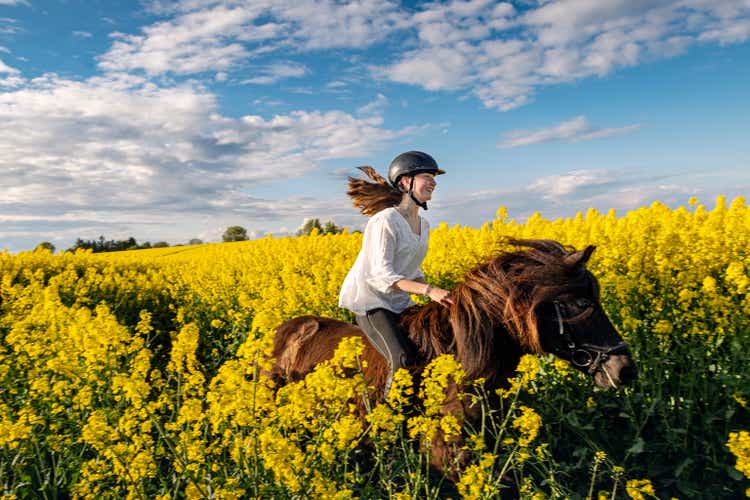 Horse Riding in a Canola field.