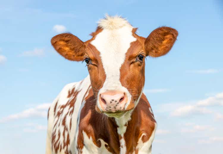Cute calf with red and white coat, large big eyes and pink nose, lovely and innocent