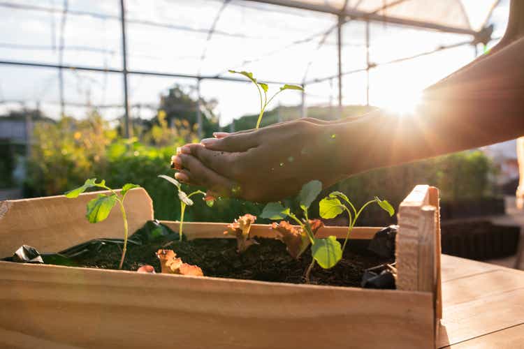 Hands holding plant over soil land, sustainability.