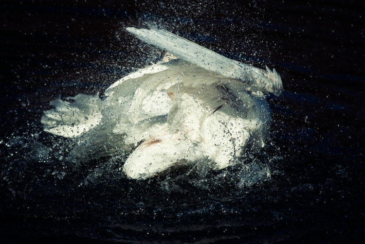 angry swan splashes water