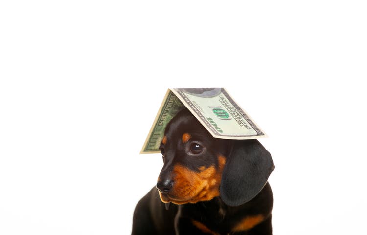 image of dog white background