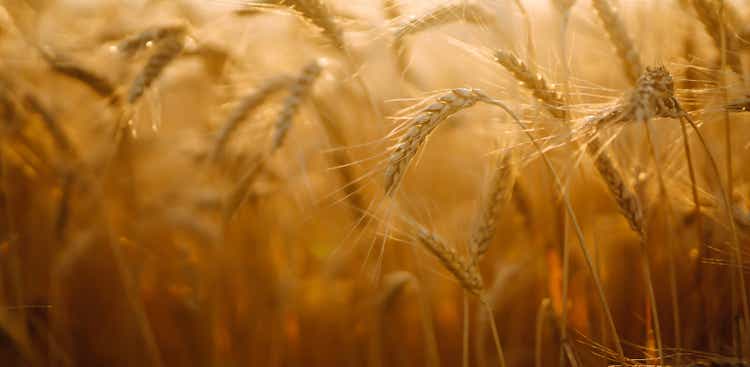 Background of ripening ears of yellow wheat field at sky background.