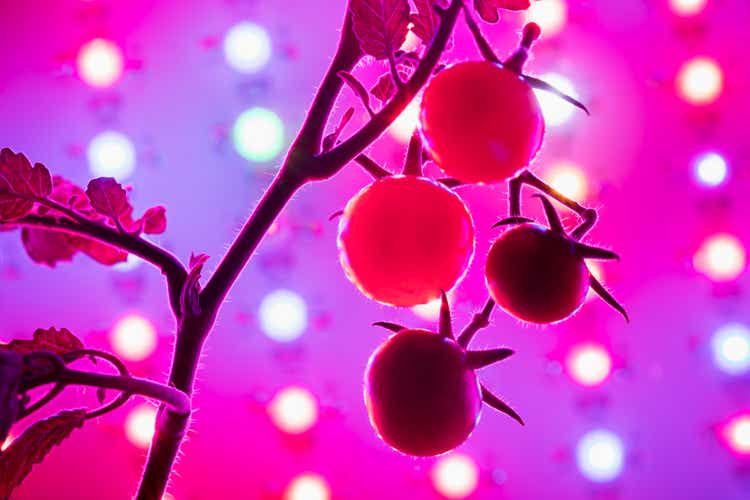 cherry tomato harvest under the led light grow lamp