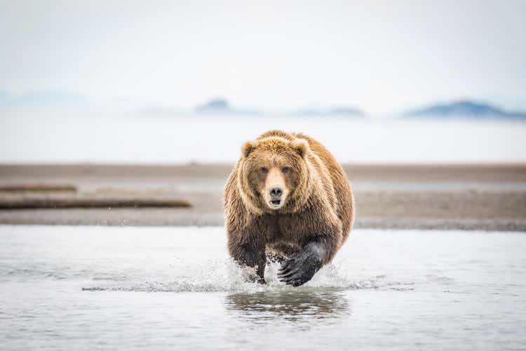 Alaskan Brown Bear
