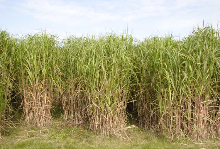 Wall of Miscanthus