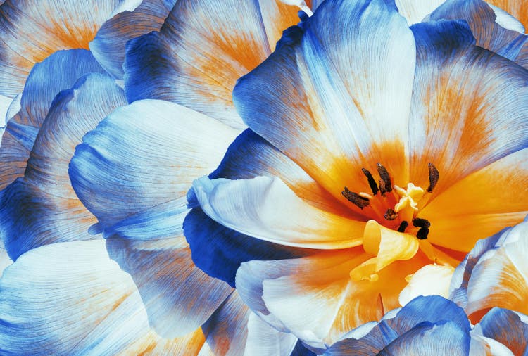 Tulips flowers blue. Floral background. Close-up. Nature.