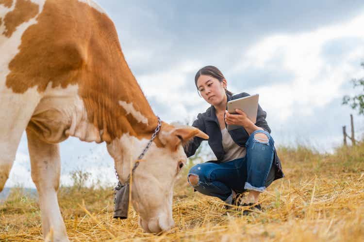 Female farmer checking on cattle with digital tablet