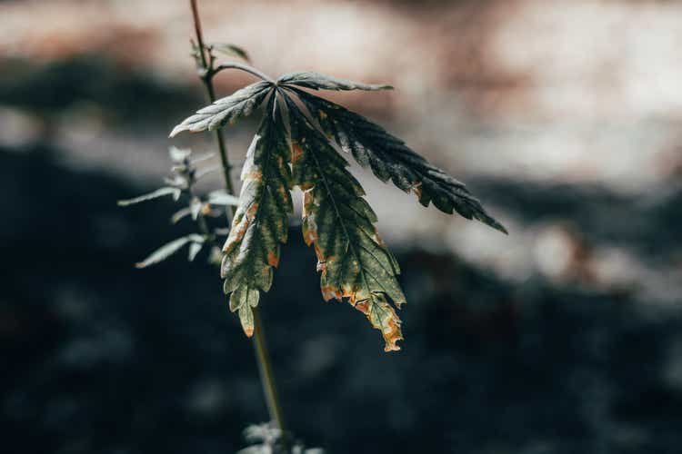 Dying Cannabis Plant Close Up