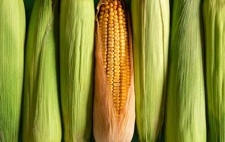 Corn background, top view. Green corn and maize aligned in a row.