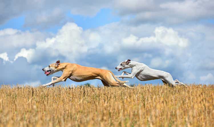 Two whippets running