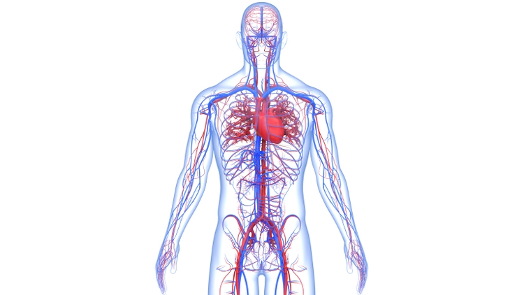 Human Circulatory System Heart Anatomy