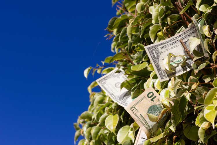 US dollar bills on green leaves bush