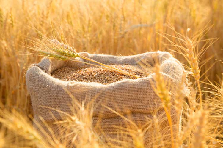 Canvas bag with wheat grains and mown wheat ears in field at sunset. Concept of grain harvesting in agriculture