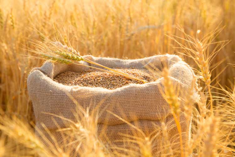 Canvas bag with wheat grains and mown wheat ears in field at sunset. Concept of grain harvesting in agriculture