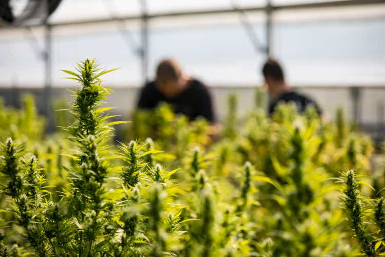 Commercial cultivation of cannabis on a farm