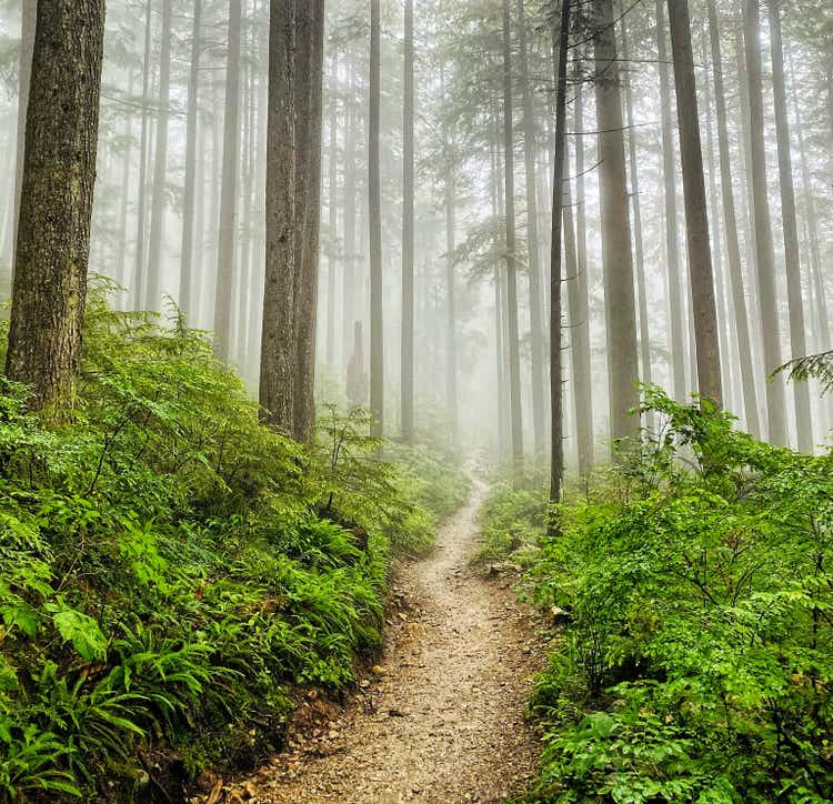 Rain in the forest, Vancouver, Canada