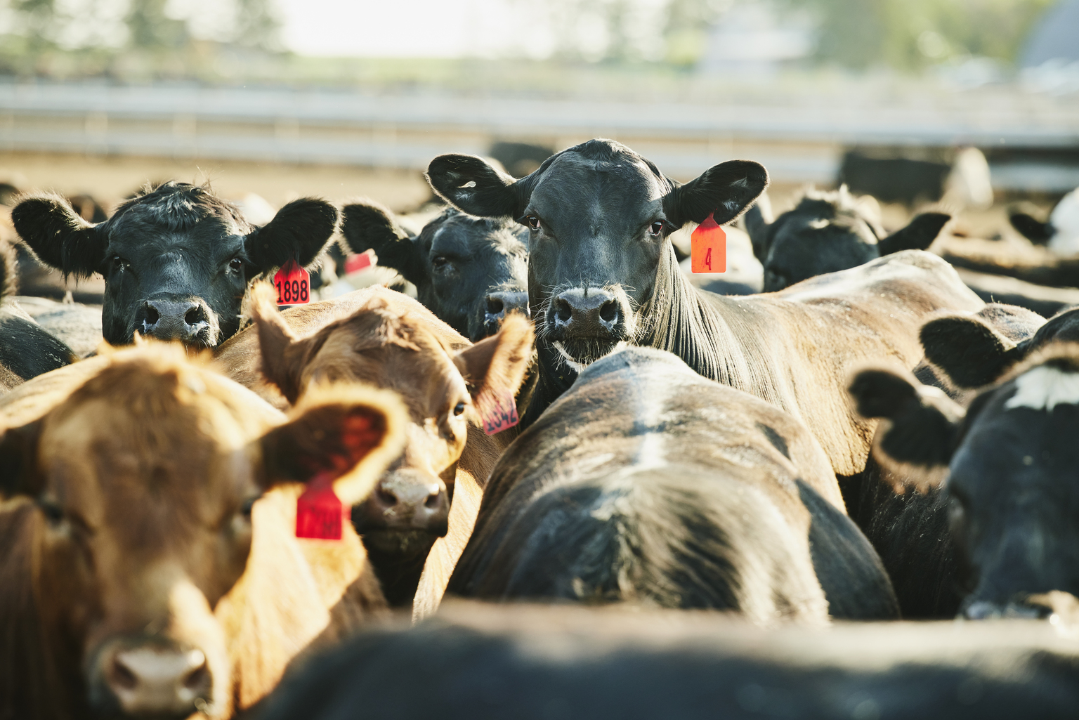 seekingalpha.com - Stephen Simpson - Marfrig Global Foods Showing Some Operational Improvements, But Volatility Remains Issue
