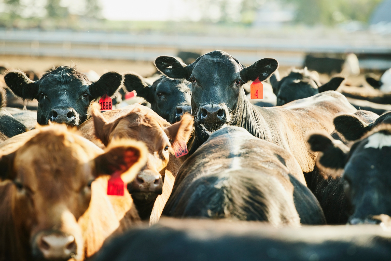Marfrig Global Foods Showing Some Operational Improvements, But Volatility Remains Issue | Seeking Alpha