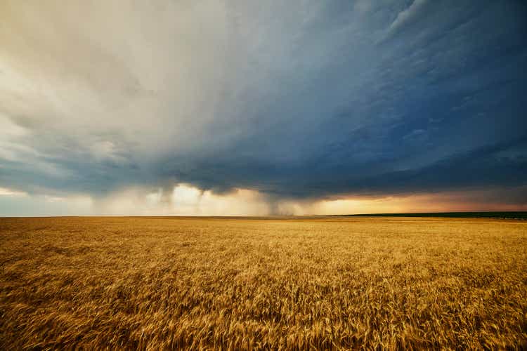 Wide shot of field of mature wheat with storm clouds overhead on summer evening