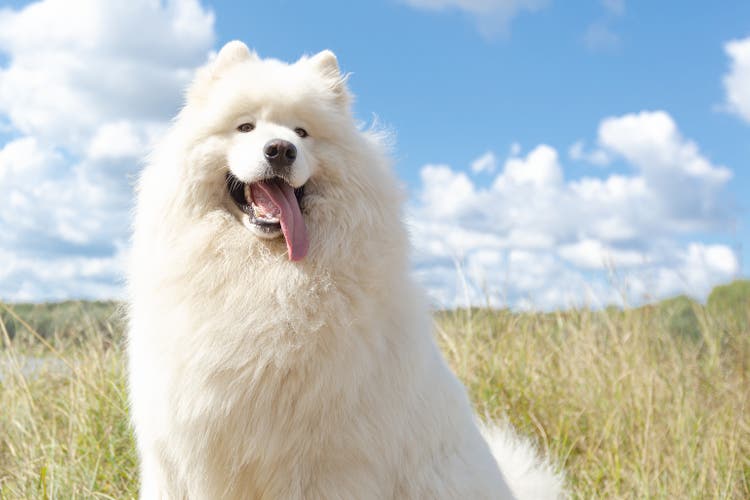 Samoyed. A white big fluffy dog in the park