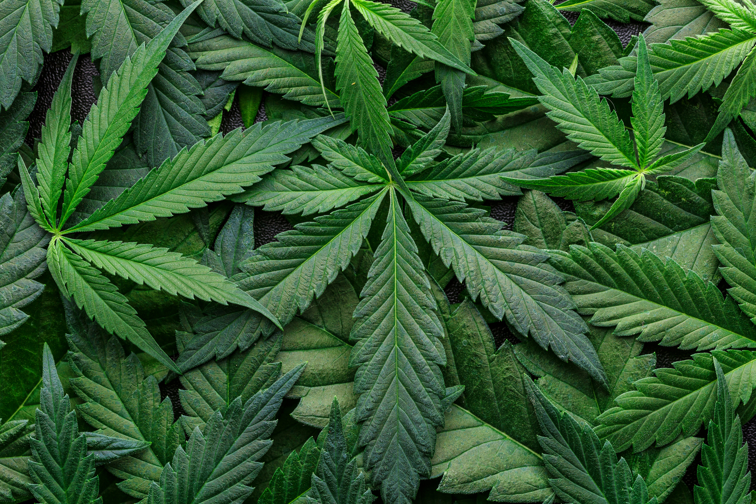 North American Cannabis Gets Adult-use Marijuana Cultivation License In ...