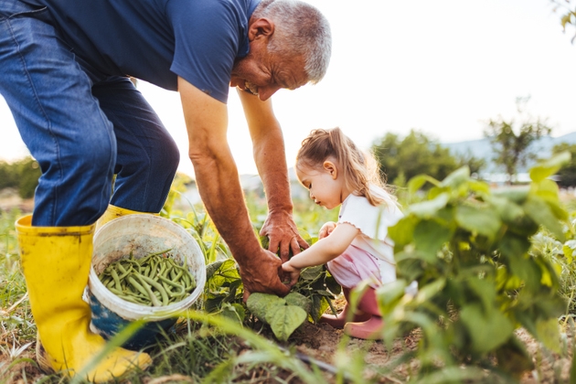 Family harvesting green beans