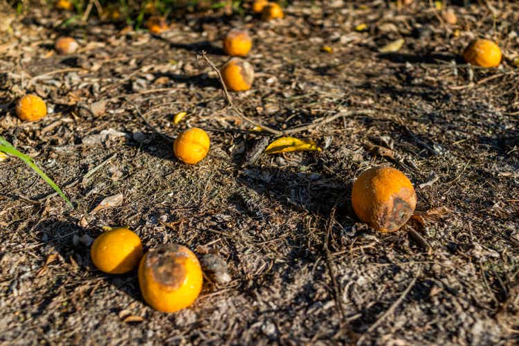 Closeup of local farm with ripe yellow oranges fruit lying on ground soil dirt at citrus farm grove at Naples of Southwest Florida