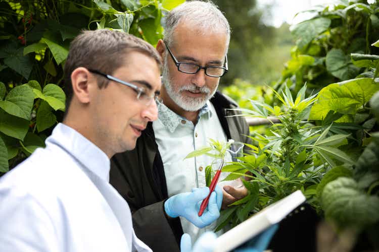 Senior and Junior Botanists Examining Cannabis Plant in Vegetable Garden