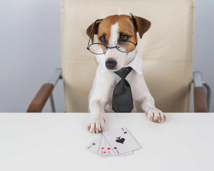 Jack russell terrier dog with glasses and tie plays poker. Addiction to gambling card games