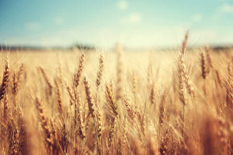 golden wheat field and sunny day