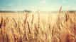 Wheat soars as traders worry over weather hitting Russian crop yields article thumbnail
