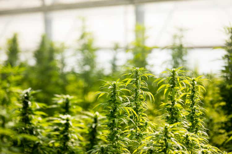Plants Flowering in Cannabis Farm Greenhouse