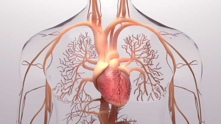 Human heart, 3d rendering, medically accurate illustration of the human heart anatomy with venous system