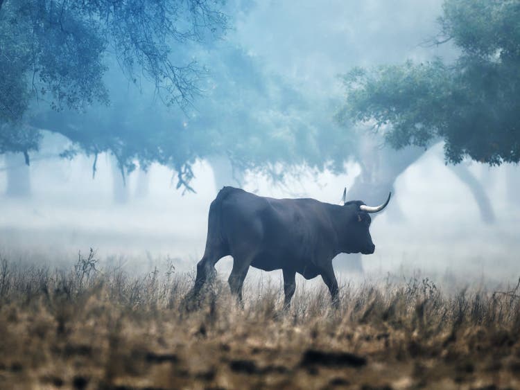 Donana-Stier im Nebel