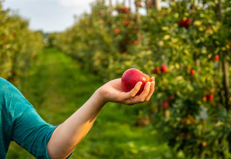 Woman hand holding a ripe, red apple in the apple tree orchard