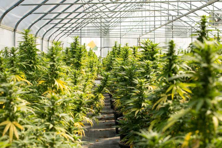 Greenhouse With Cultivated Cannabis Plants in Flowering Stage