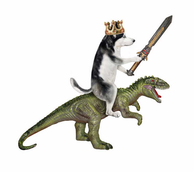 Dog husky king with sword riding rex
