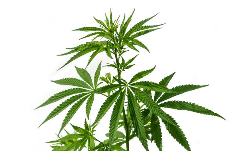 The cannabis plant are isolated on a white background.