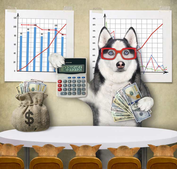 Dog husky teaching to make money