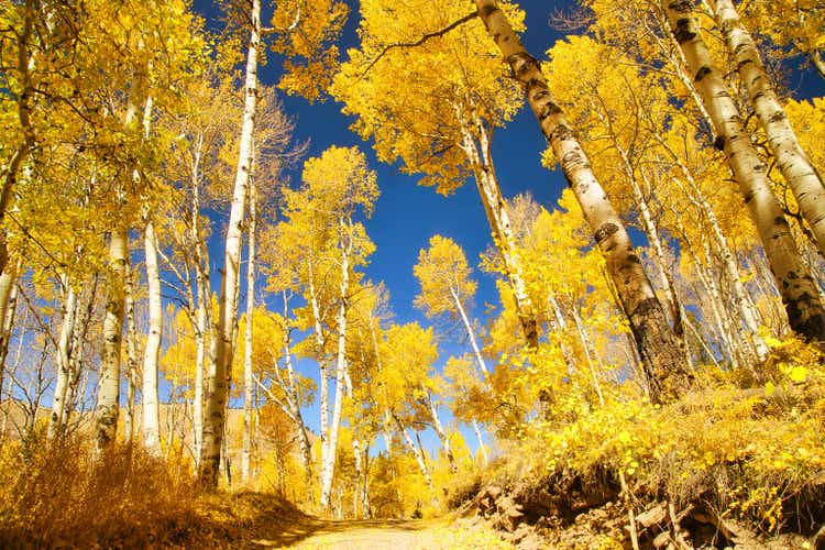 Last Dollar Road Surrounded by Beautiful Yellow Aspen Trees in the Fall with Clear Blue Skies, Colorado, USA