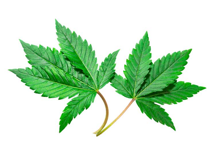 Cannabis leaf on a white background isolated. Medicinal marijuana leaves of the Jack Herer variety are a hybrid of sativa and indica.