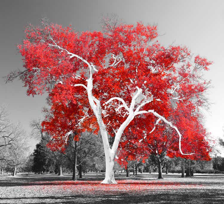 Großer weißer Baum mit roten Blättern in einer schwarz-weißen Landschaftsszene