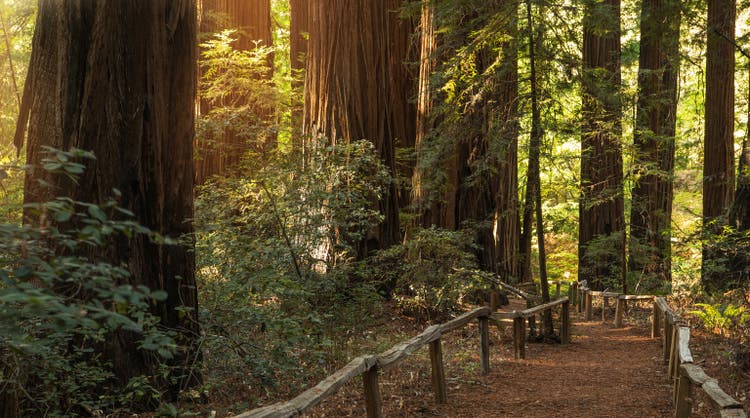 Redwood Forest Scenic Trail Pfad
