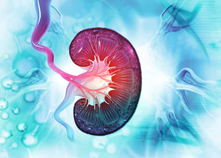 Human kidney cross section. 3d illustration