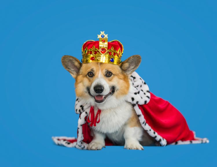 portrait of a corgi dog in a royal robe and tiara on a blue background