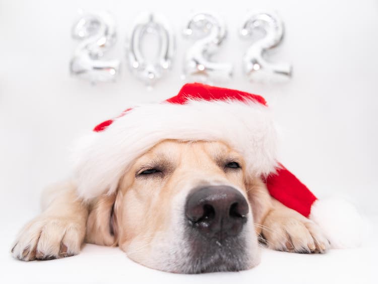 Christmas dog and balloons 2022 on a white background. Golden retriever in santa claus costume for the new year. Calendar, postcard with dog merry christmas