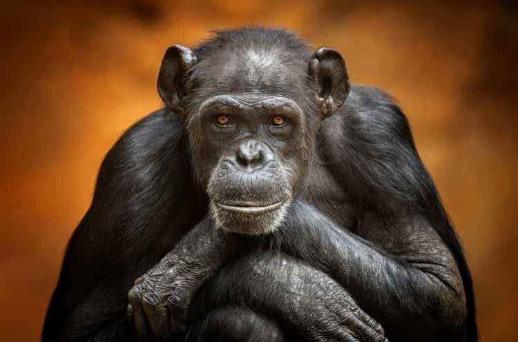 Common chimpanzee