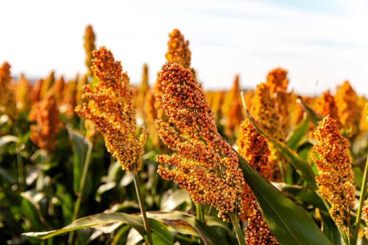 Biofuel and Food, Sorghum Plantation industry. Field of Sweet Sorghum stalk and seeds. Millet field. Agriculture field of sorghum, named also Durra, Milo, or Jowari