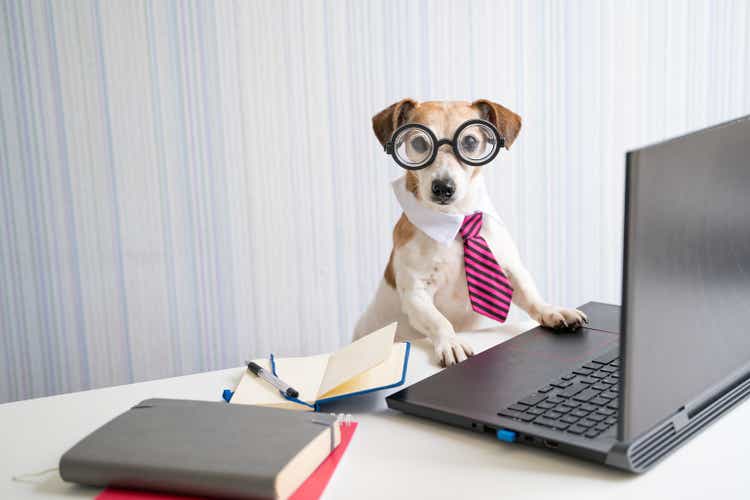 Adorable Boss nerd dog working on remote project online conference.